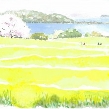 能古島 　アイランドパークの菜の花